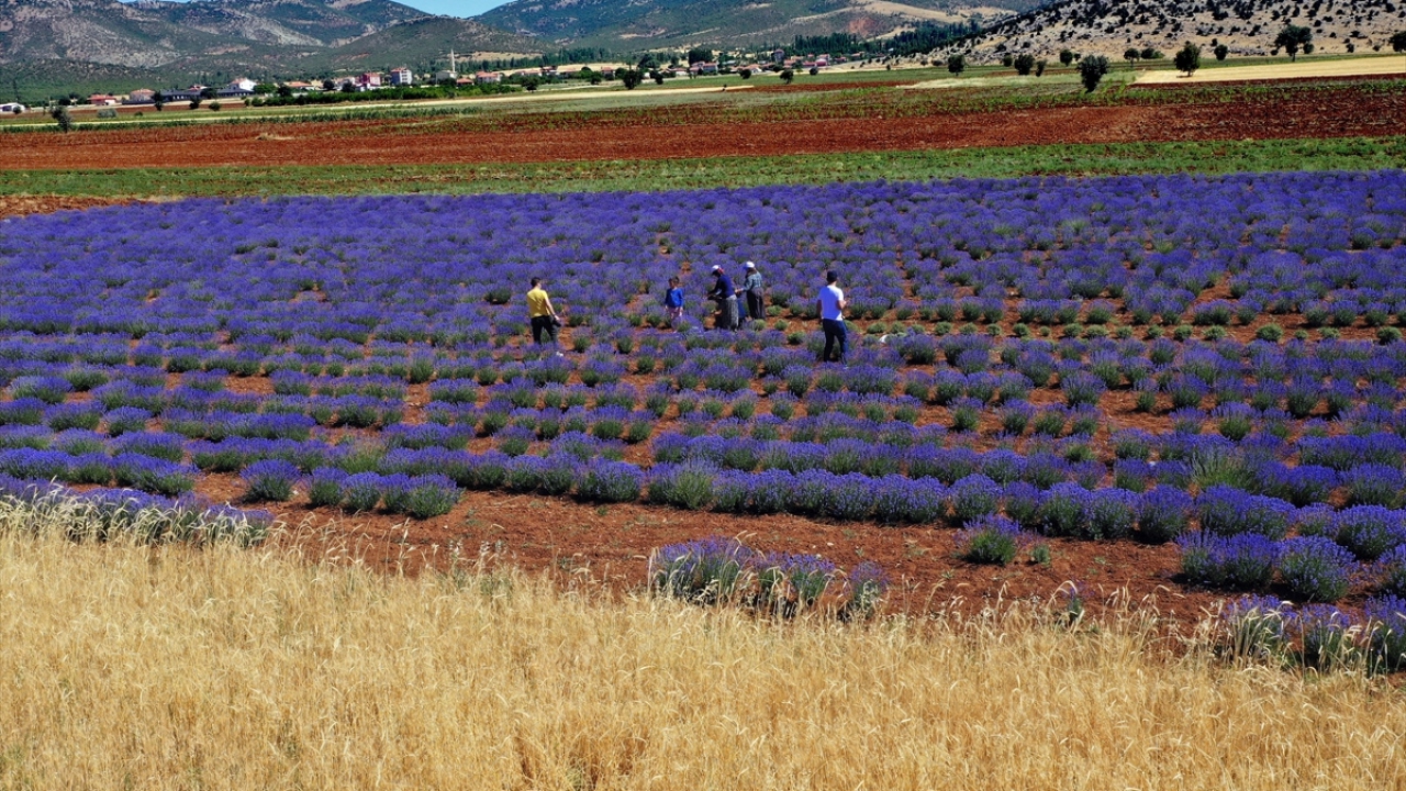 Haziran, temmuz ve ağustos aylarında mor güzelliği görmek isteyen yerli ve yabancı turistler de tarlaları ziyaret ediyor. 
