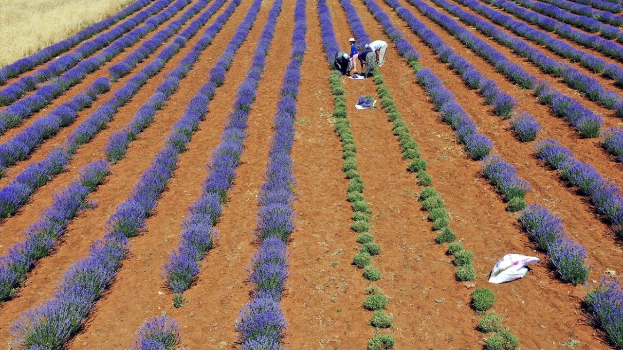 İlçede yaşayan 56 yaşındaki çiftçi Abdulkadir Susam, yaptığı açıklamada, 3 yıldır lavanta ekimi yaptığını belirtti.