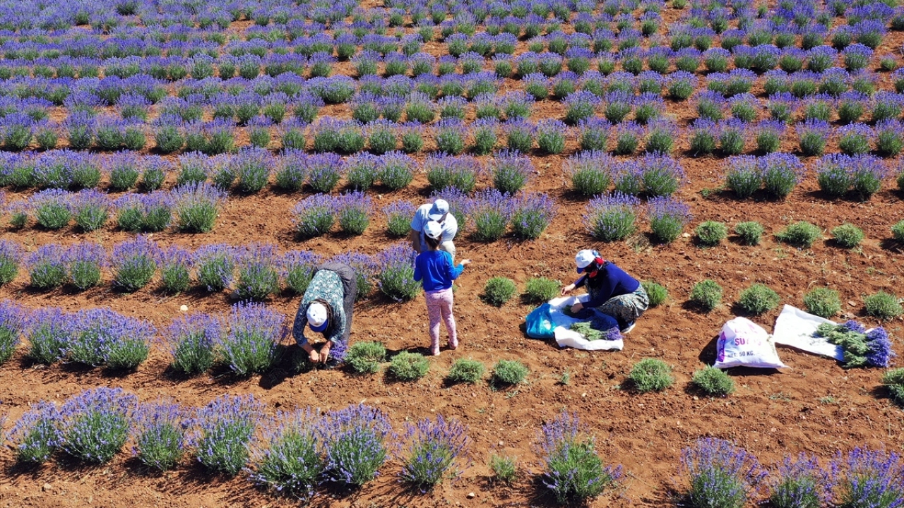 "Seneye çok daha fazla bir alanda ekim yapmak istiyorum"