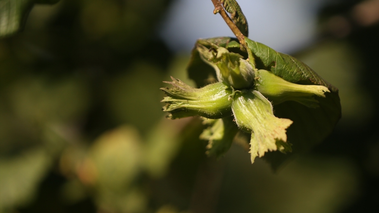 Kalitesiyle yurt dışından talep gören Batı Karadeniz fındığının rekoltesinde, bu yıl yaşanan hava koşulları nedeniyle geçen yıla oranla yüzde 35 düşüş tahmin ediliyor. 