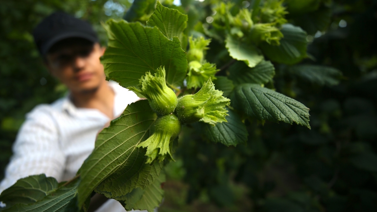 Bahçelerinde hasat hazırlıklarına başlayan üreticiler, Amerikan beyaz kelebeği ve külleme hastalığına yönelik çalışmalarını sürdürüyor. 