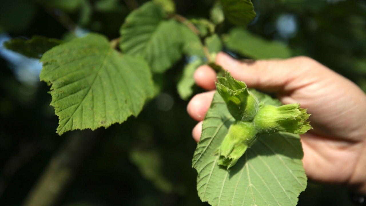 Belli grupların rekolte tahmini yaptığını, Tarım ve Orman Bakanlığı ile ziraat odalarının katıldığı komisyonun çalışmalarına devam ettiğini anlatan Başaran, şöyle konuştu: