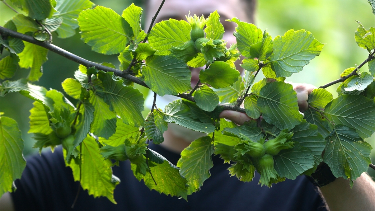 "Üreticimizin kaygı duymasına gerek yok"