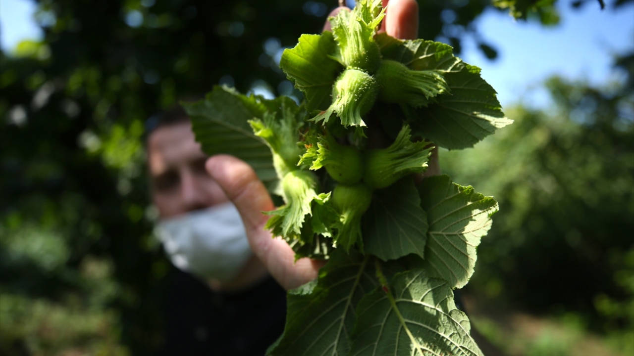 Fındık üreticisi Rıdvan Kuş da hasada yaklaşık 1 ay kadar bir zaman kaldığını ve bahçelerde hazırlıkların son aşamaya geldiğini söyledi. 