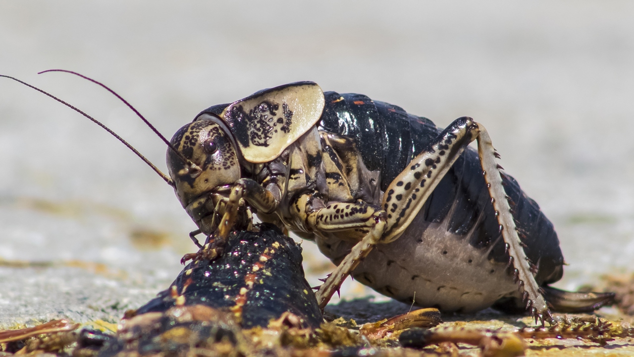 Dünyada sadece Güneydoğu Anadolu Bölgesi`nde yaşayan ve endemik bir tür olan tombul çekirge, Diyarbakır, Şanlıurfa ve Mardin sınırları içinde yer alan 1957 rakımlı sönmüş volkanik Karacadağ`da, kendi türünü yerken görüldü. 