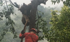 Ağaçta mahsur kalan ayıyı AKUT ekipleri kurtardı