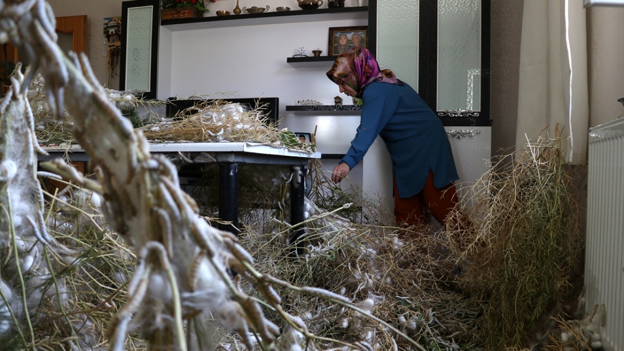 Gül, "Elazığ`da İpek Böceği Yetiştiriciliğinin ve İpekli Dokumaların Yeniden Hayata Geçirilmesi Projesi" kapsamında Kozabirlik`ten ücretsiz 100 bin ipek böceği larvası aldı.