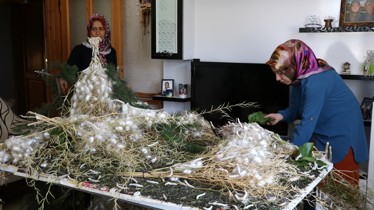 Ancak kısa sürede çoğalan ipek böcekleri üst kata sığmayınca, Gül ailesi oturdukları evin bir odası hariç diğer tüm odaları ile mutfağı ipek böcekleriyle paylaşmaya başladı. 
