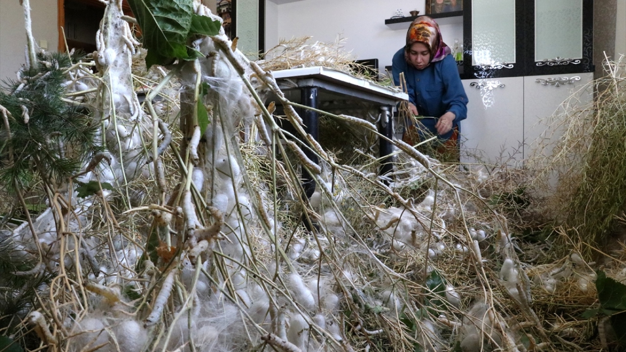 Gül ailesinin dut yaprağı ile besledikleri ipek böcekleri, evin odalarında, masa üstlerinde, kapı aralarında koza örüyor. 