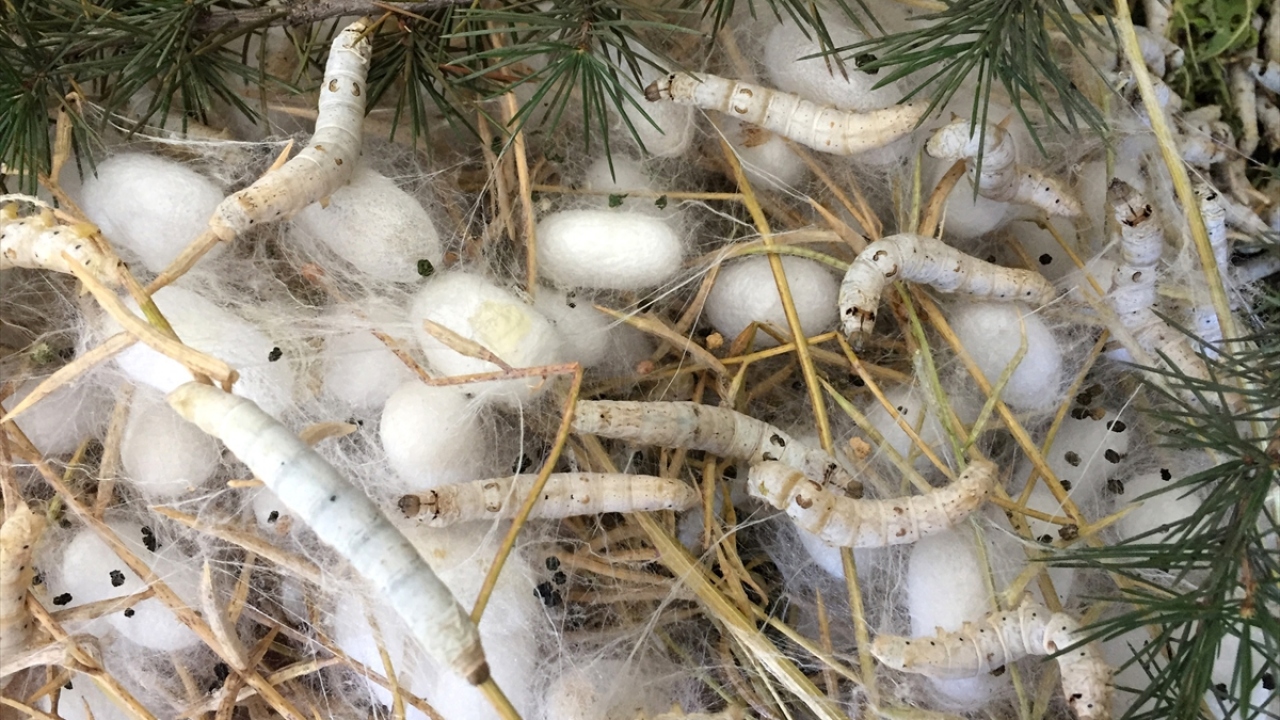 İpek böcekleri ile iç içe yaşam süren Gül ailesi, yaklaşık 5 gün sonra hasat edecekleri kozaları satarak emeklerinin sonunda iyi bir gelir elde etmeyi hedefliyor.