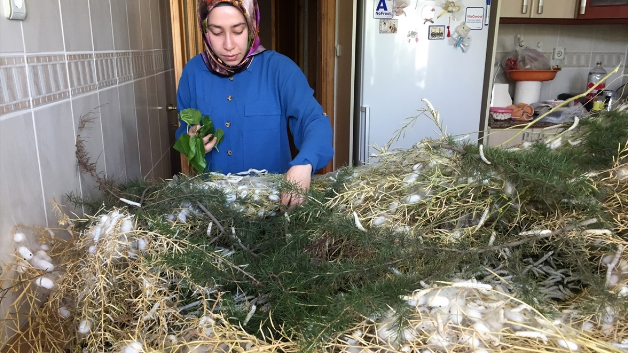 "Evde odalarımızın tamamı ipek böcekleriyle doldu. Koza yapıyorlar. Sadece bir odayı kendimize ayırdık." diyen Gül, böceklerden korkmasına ve ilk defa bu işi yapmasına rağmen başarıyla gerçekleştirdiğini aktardı.