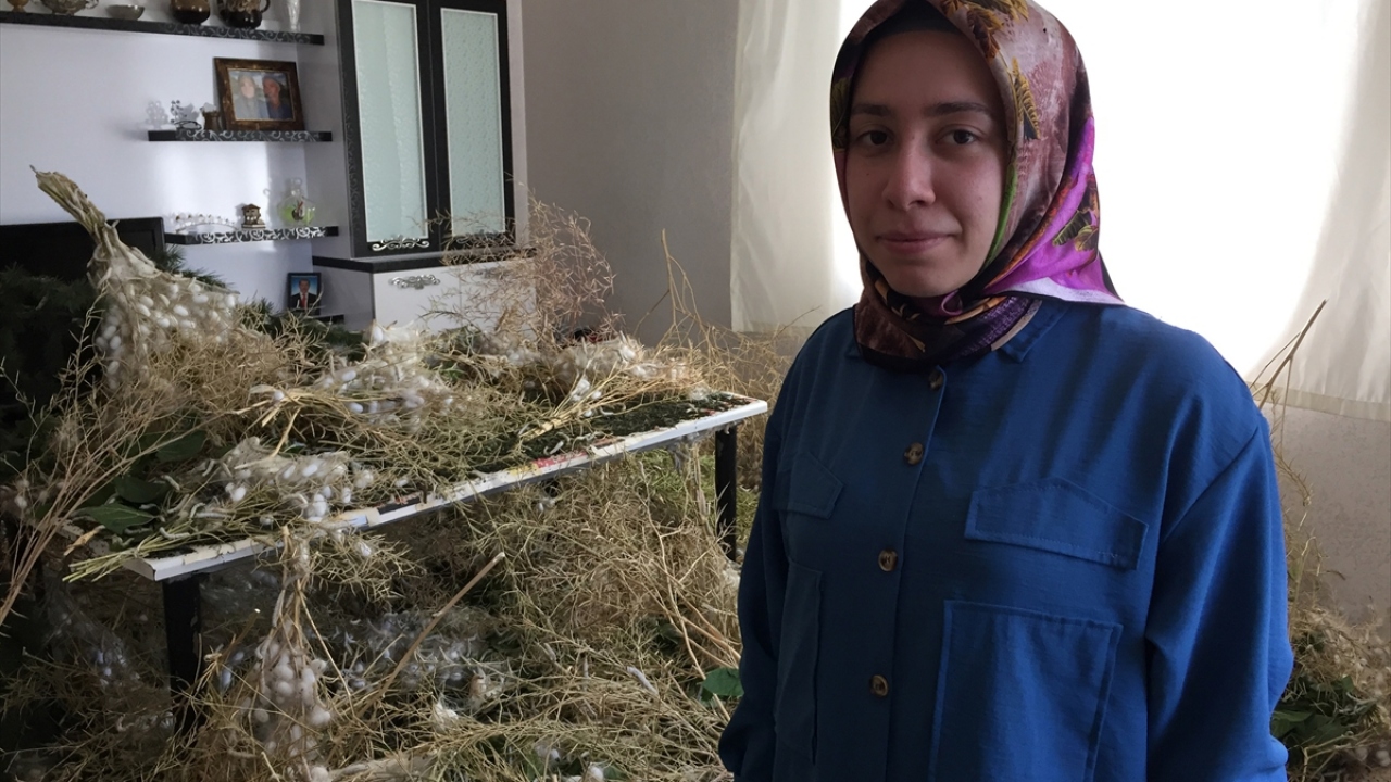 Gül, ipek böceği yetiştiriciliği için eğitim aldığını, Tarım ve Orman İl Müdürlüğünce verilen 110 dut fidesini bahçelerine ektiklerini söyledi.