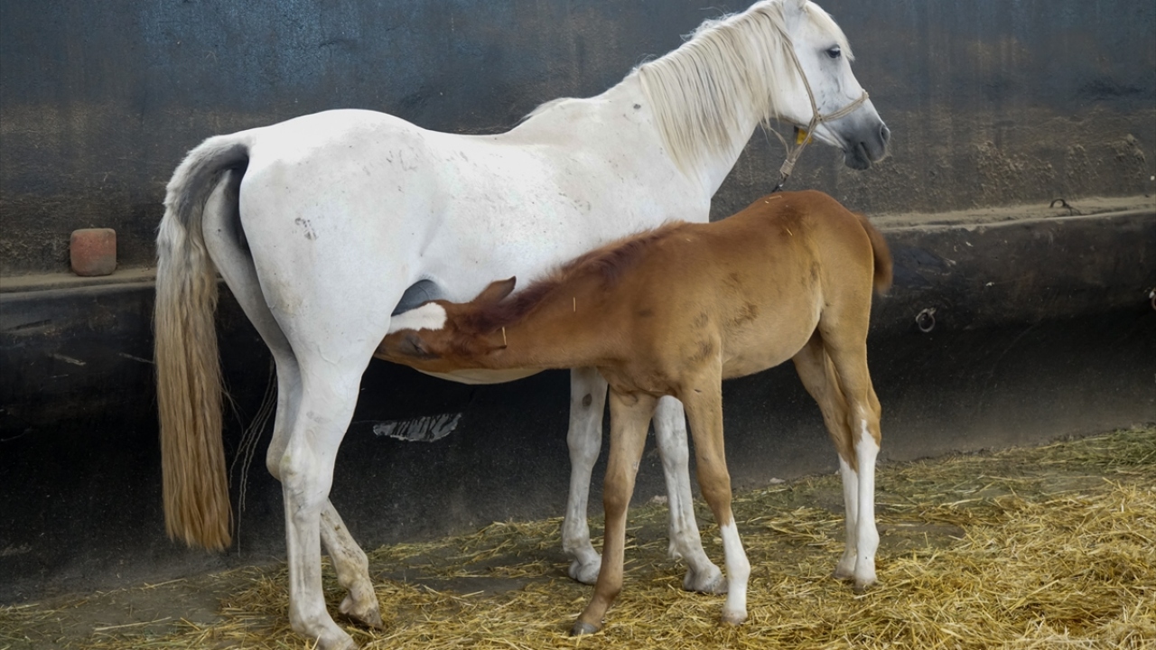 İşletmede 2020 yılında Turbo, Tamerinoğlu, Altaha ve Ayabakan gibi yarış pistlerinde adından söz ettiren şampiyon aygırların taylarının da bulunduğu 59`u erkek, 60`ı dişi olmak üzere 119 baş tay dünyaya geldi.