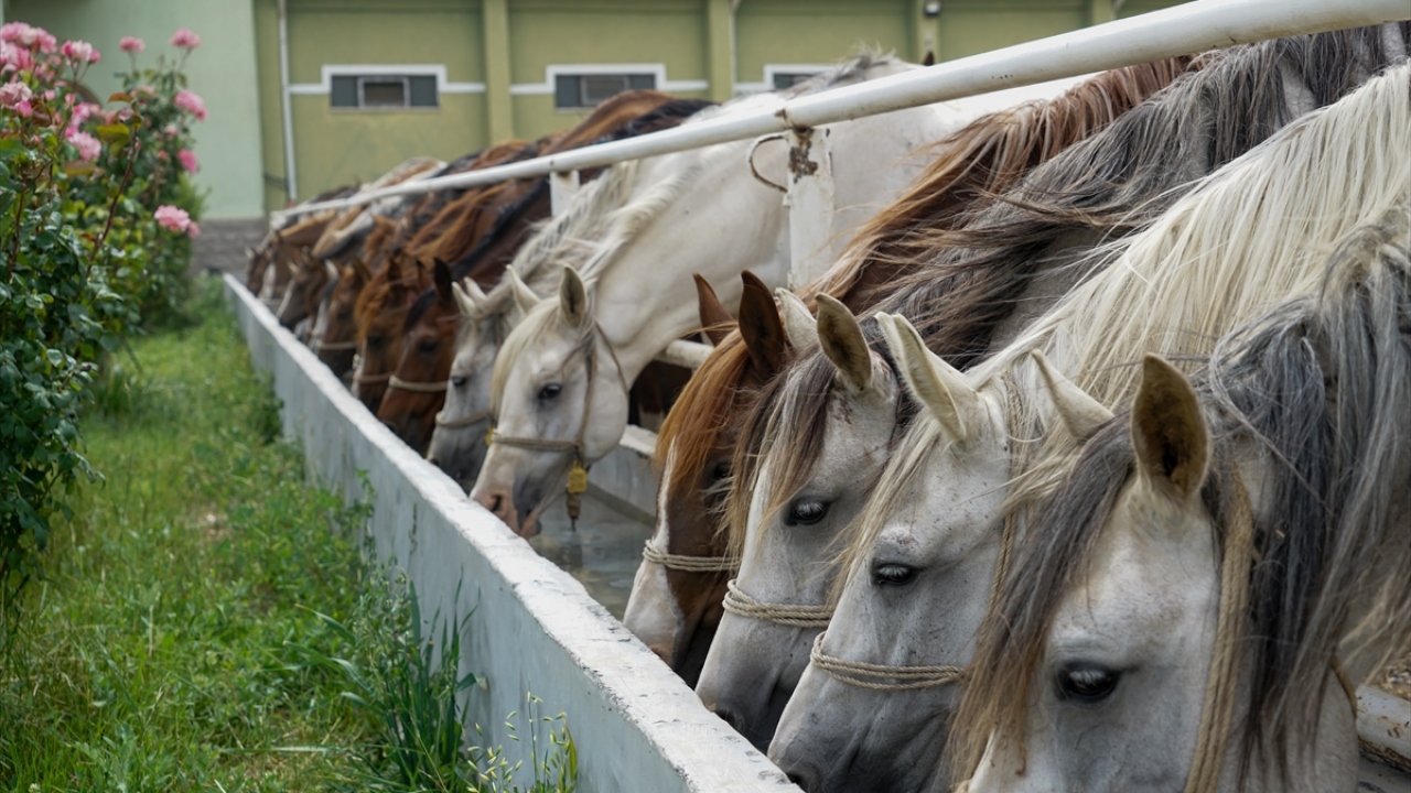 Son yıllarda pistlerde başarı gösteren Karaüzüm, Yılmabaşar, Denizim, Semend, Serhantay, Hayatım ve Yalnızefe gibi atların yetiştiği Anadolu Tarım İşletmesi, bu sene 78 tayı ihale usulüyle satışa çıkaracak. 