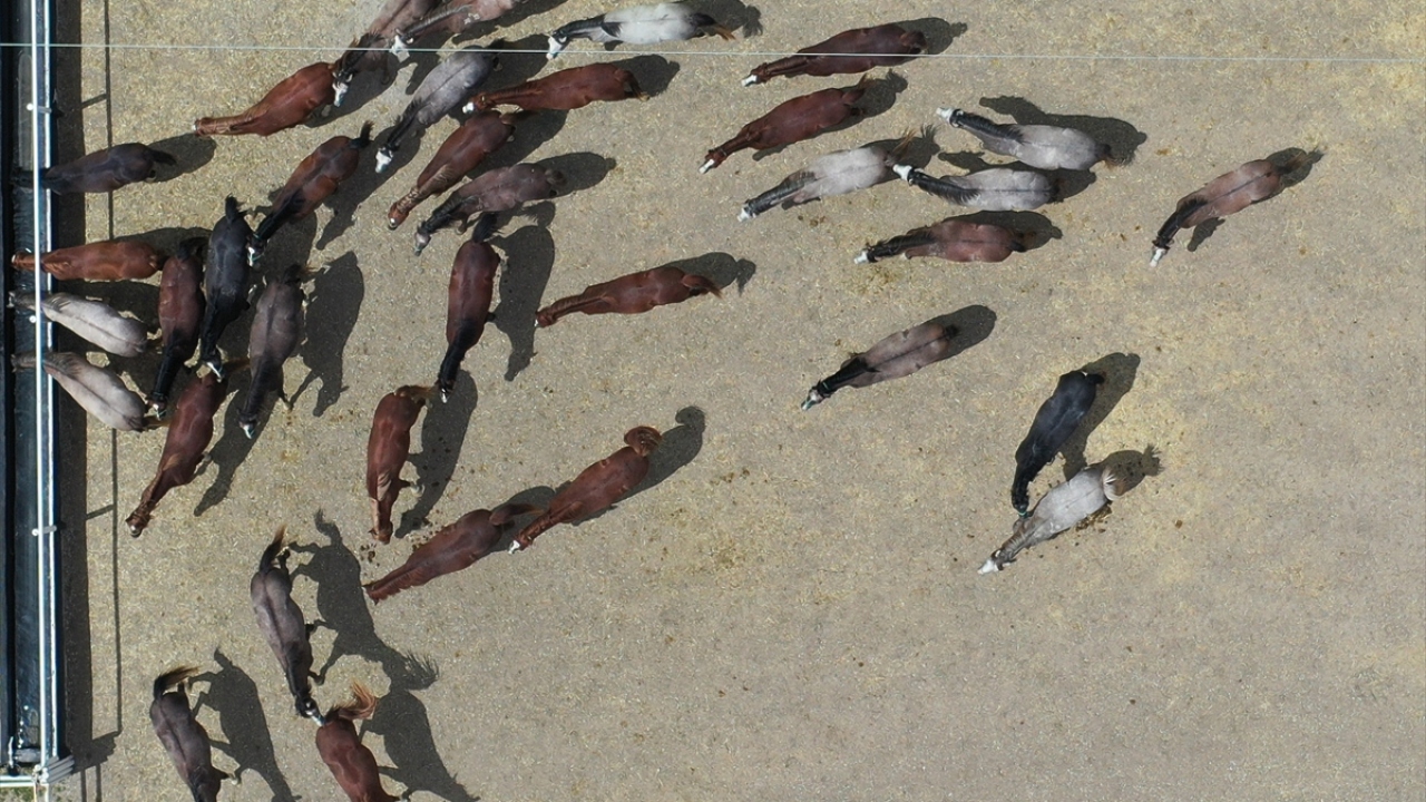 Söz konusu tayların 61`i Karacabey Tarım İşletmesi`nde, 17`si ise İstanbul Veliefendi Hipodromu`nda satışa sunulacak. Satıştan 9 milyon lira gelir elde edilmesi bekleniyor.