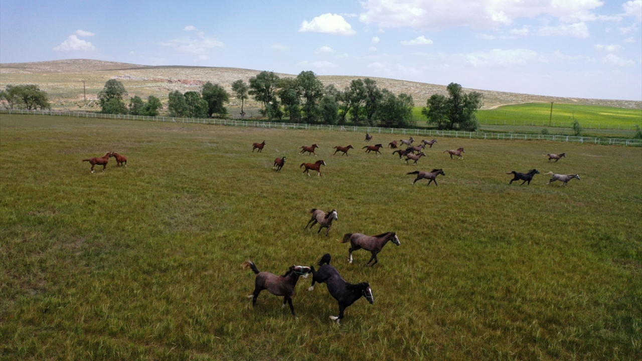 Anadolu Tarım İşletmesi Atçılık Şube Şefi Eren Karabulut, yaptığı açıklamada, at yetiştiriciliği yapılan 3 işletmeden biri olduklarını söyledi.