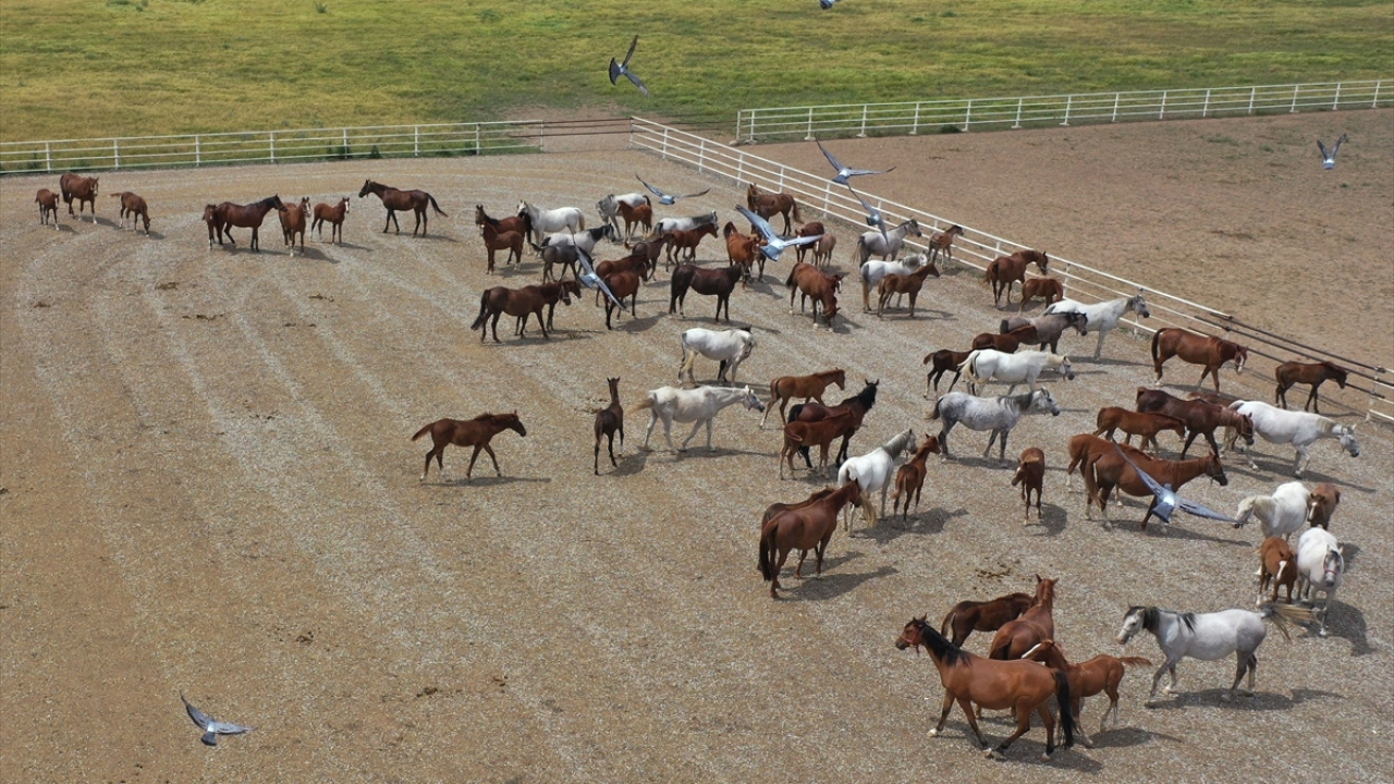 Karabulut, satışa sunulacak tayların 2021 ve 2022 yıllarında pistlerde boy göstermeye başlayacağını da sözlerine ekledi.