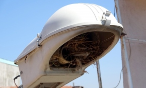 Arıza için gittiler, kuş yuvasıyla karşılaştılar