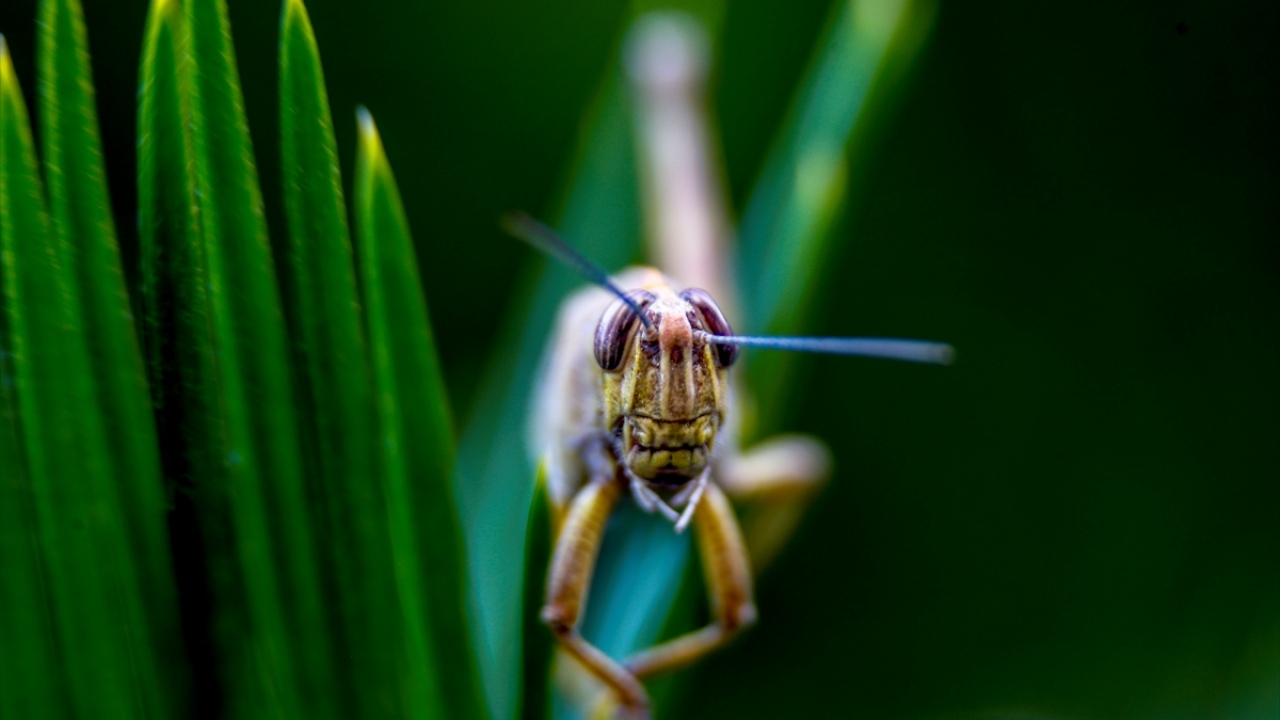 Yaz aylarında tarlalarda kendini gösteren, ürünlere verdikleri zarar dolayısıyla üreteciler tarafından istenmeyen böcekler ilan edilen çekirgeler zıplama özellikleriyle bilim adamları tarafından da yakından inceleniyor.