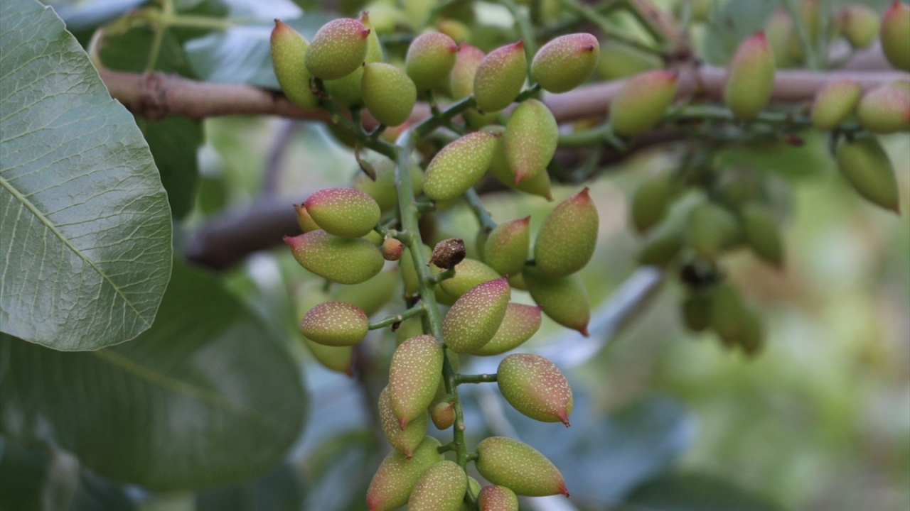 Siirt Fıstık Üreticileri Birliği Başkanı Şuayip Aslan, yaptığı açıklamada, kentte 400 bin dekar alanda 10 milyonu aşkın fıstık ağacı bulunduğunu söyledi.