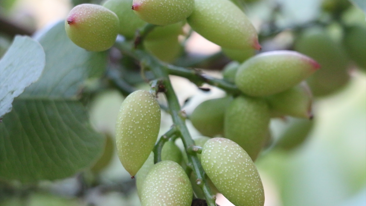 "Üreticilerimizi heyecan sardı"