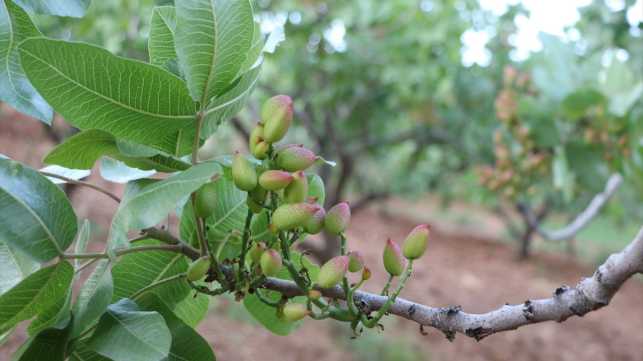 İkizbağlar köyünden fıstık üretici Yusuf Aslan da iklim koşulları dolayısıyla bu yıl yüksek miktarda ürün almayı beklediklerini söyledi.
