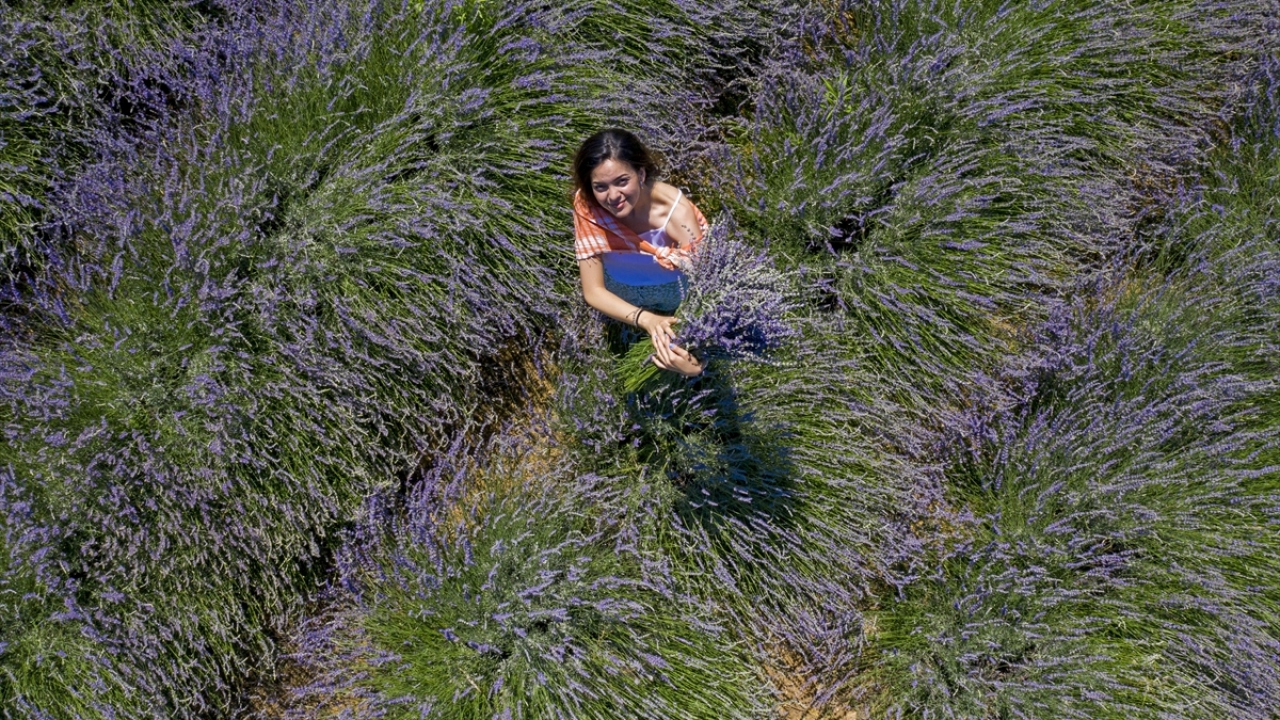 Lavantalardan elde ettiği yağı, suyu, sabunu başta manavda sattığını ifade eden Bezer, gelecek dönemde internet ortamında bir sayfa açmayı planladığını aktardı.  