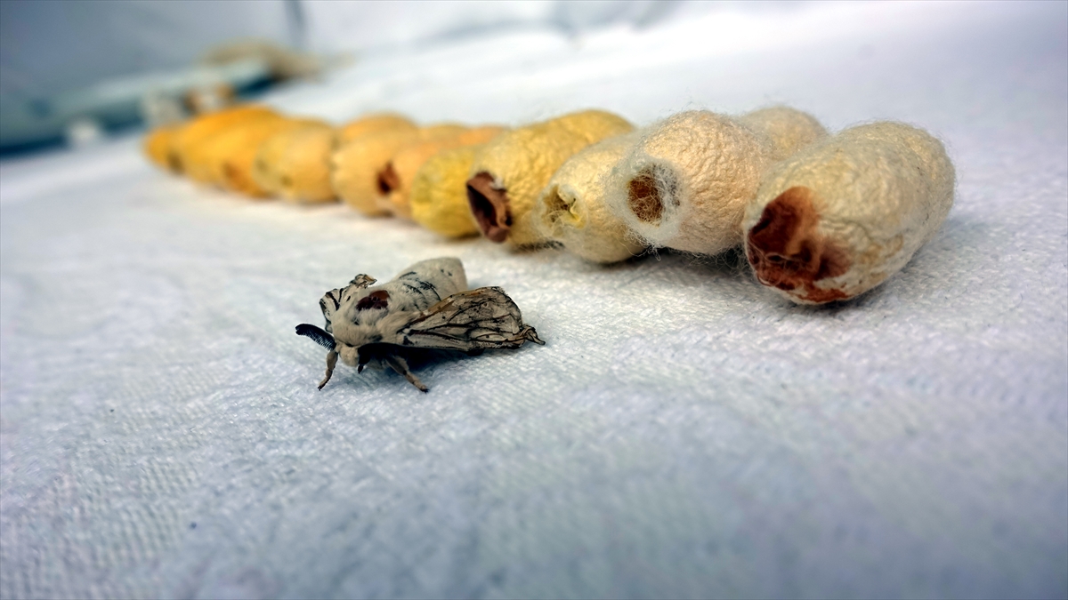 Yaklaşık 7 yıl boyunca bölgedeki tüm ipek böceği yetiştiricileri ile iletişime geçen Duman ancak geçen yıl yaşlı bir ipekçiden Hatay Sarısı`nı temin etti.