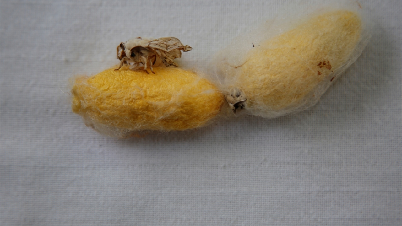 Evine getirdiği Hatay Sarısı`na adeta bir bebek gibi bakan Duman, yıllar sonra bulduğu böceklerden bu yıl ilk kozaları almanın mutluluğunu yaşıyor.