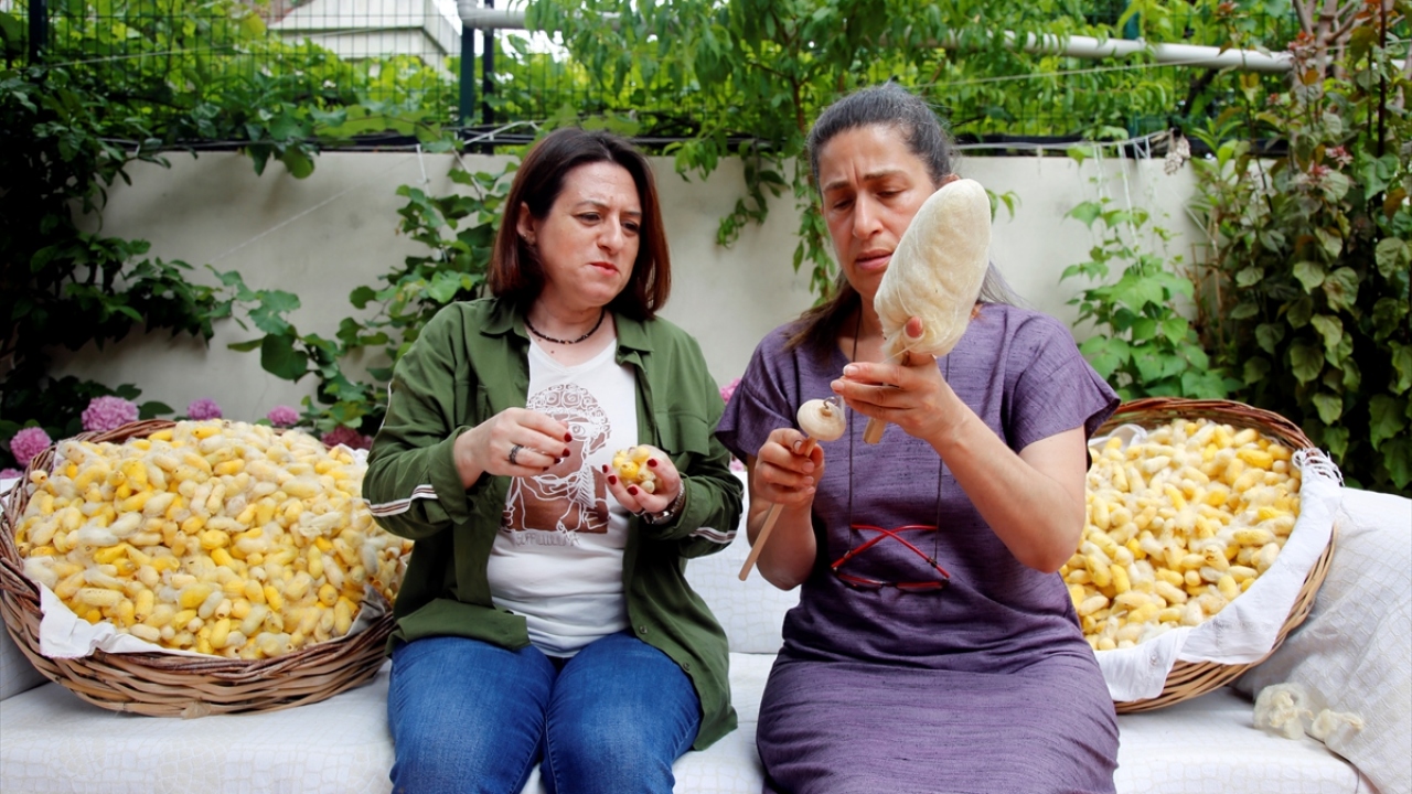 İpek böceği yetiştiricisi Duman, yaptığı açıklamada, Hatay Sarısı`nı bulabilmek için 7 yıldır köy köy gezdiğini ve sonunda bulduğunu anlattı.