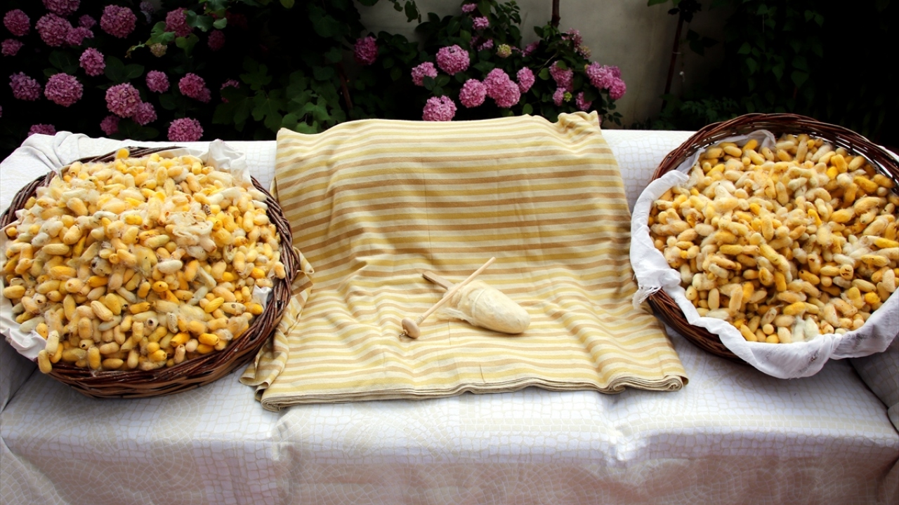 Hatay Mustafa Kemal Üniversitesi (MKÜ) Güzel Sanatlar Fakültesi Geleneksel Türk Sanatları Bölümü Doktor Öğretim Üyesi Berna İleri de Hatay Sarısı`nın yerel bir ırk olduğunu söyledi.