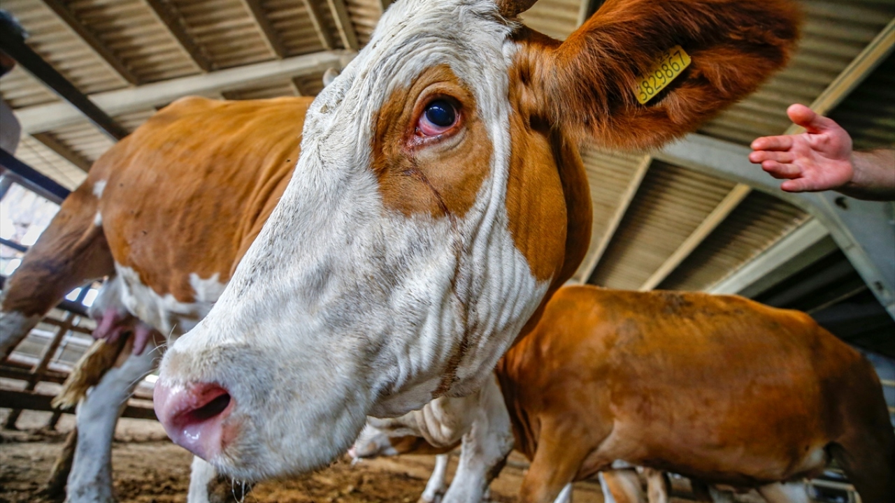 Diyanet İşleri Başkanlığı tarafından hazırlanan 2020 Yılı Kurban Hizmetlerinin Uygulanmasına Dair Tebliğ`in Resmi Gazete`de yayımlanmasının ardından kasaplar çalışma başlattı.