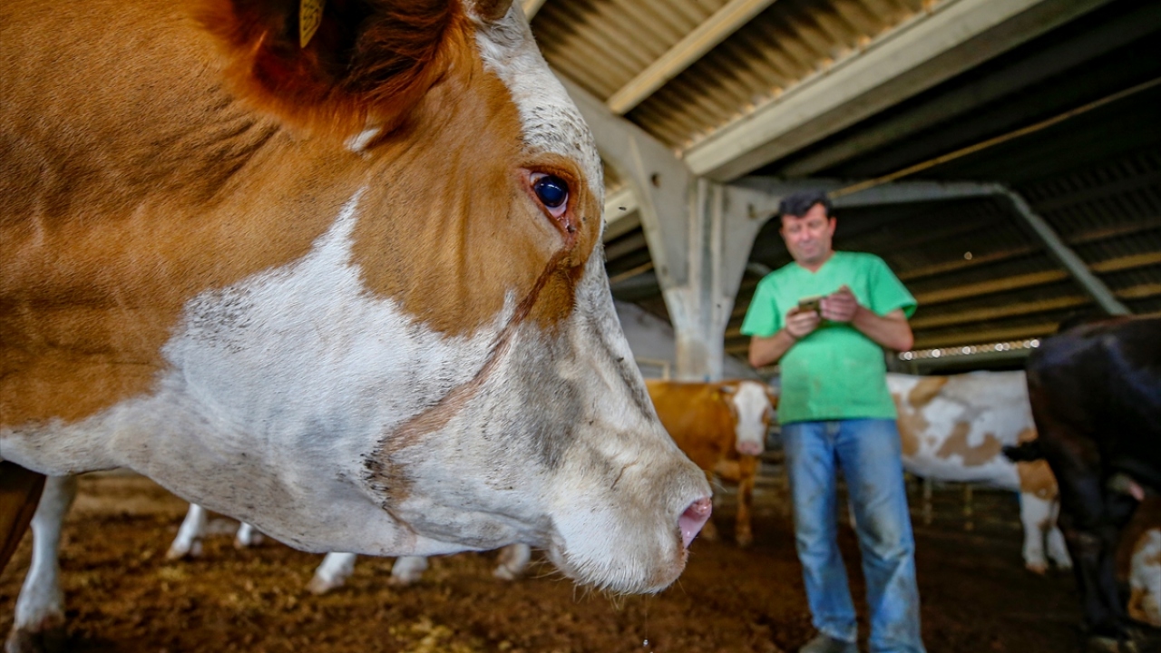 Kurban Bayramı`nda, yeni tip koronavirüs (Covid-19) tedbirlerinin ön planda tutulacağı mezbahalarda, baret ve maske takıp özel tulumlarla hizmet verecek çalışanlar, kesilen kurbanların etlerini evlere teslim edecek.