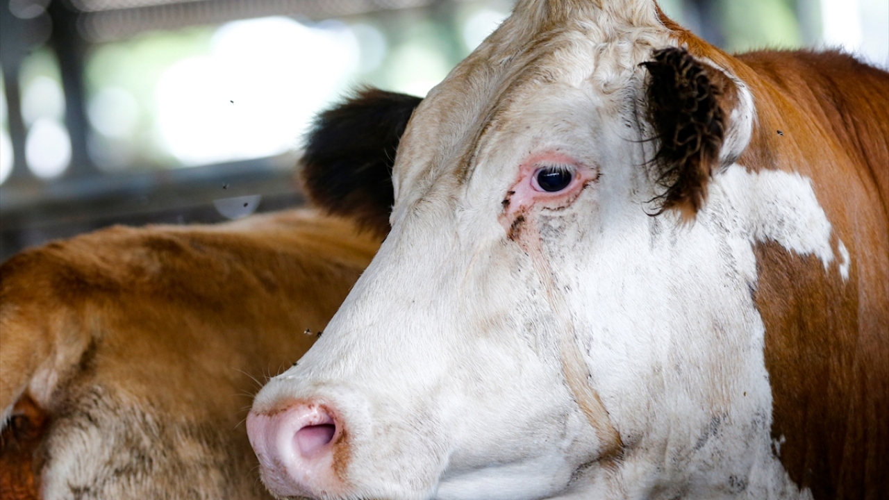Kesilen kurbanlar soğuk hava deposunda bekletildikten sonra belirlenen firmalar tarafından parçalanarak, özel bezler içinde elle temas etmeden evlere teslim edilecek.