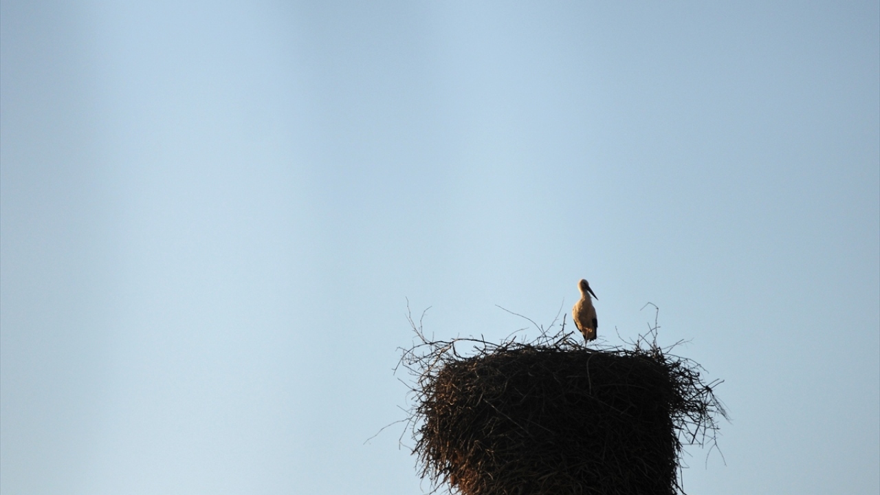 Mahalle sakinlerinden 65 yaşındaki Ömer Yozcu ise doğduğundan bu yana leyleklerin köye geldiğini ve direklerin üstüne yuva yaptığını belirtti.