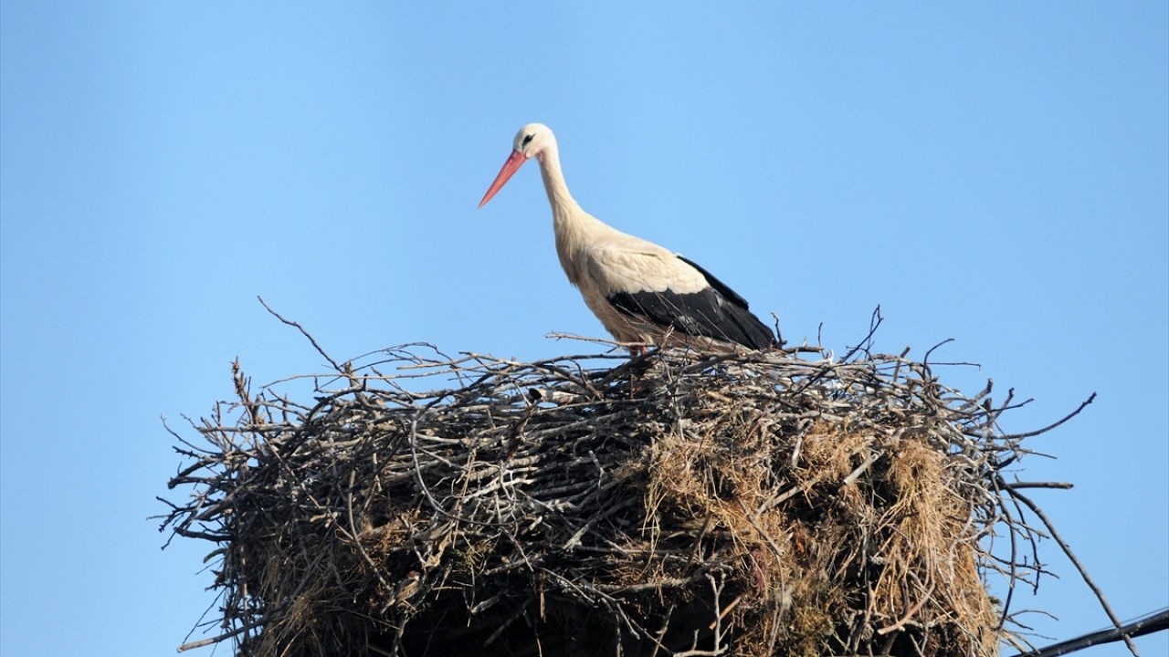 Oğlunun da sürekli leyleklerin daha kolay yuva yapması için ağaç dallarıyla yardımcı olmaya çalıştığını anlatan Yozcu, "Misafirlerimiz bizim korumamız altında." dedi.