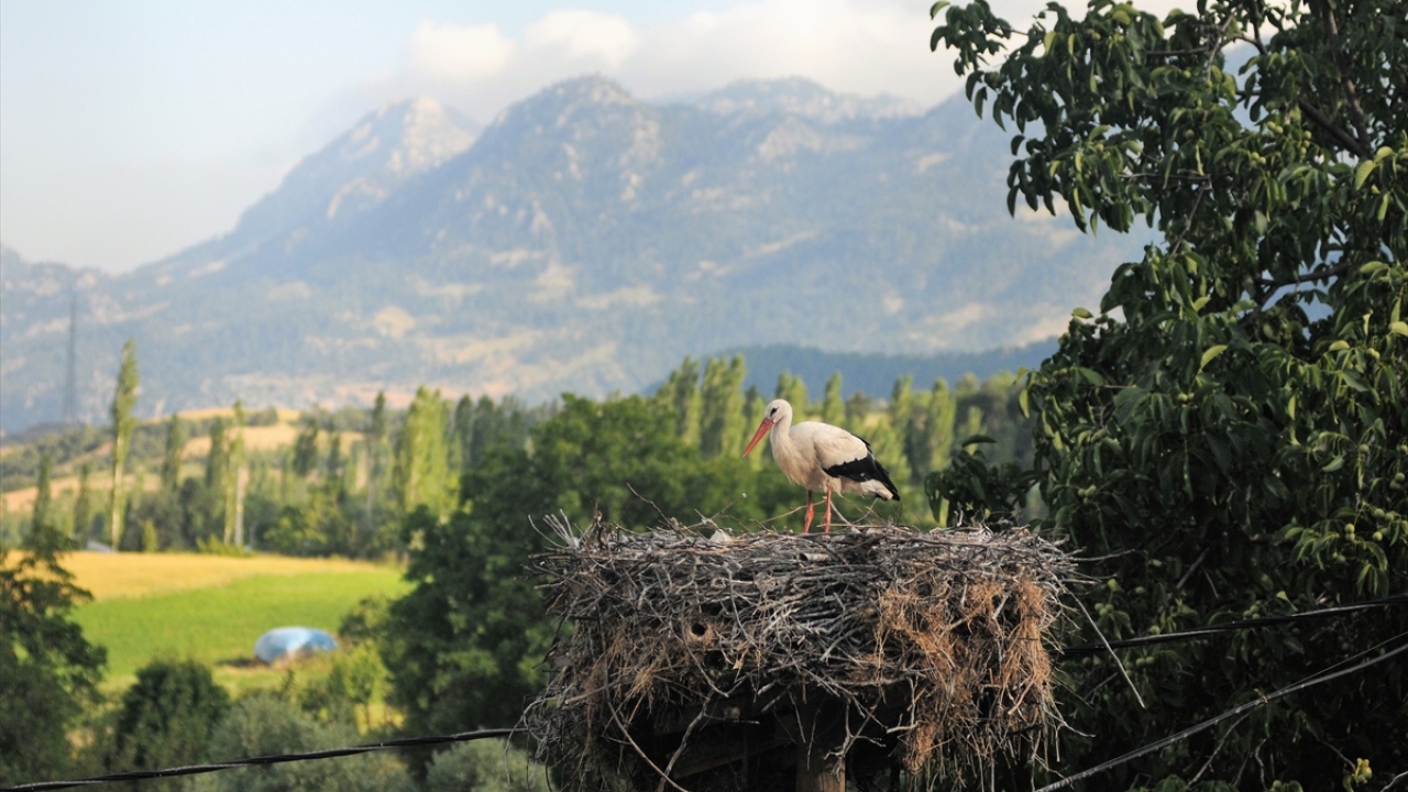 Çiçek Mahallesi sakinlerinden 83 yaşındaki Vahap Türk de leyleklerin minare yapıldığı yıldan bu yana aralıksız geldiklerini aktardı.