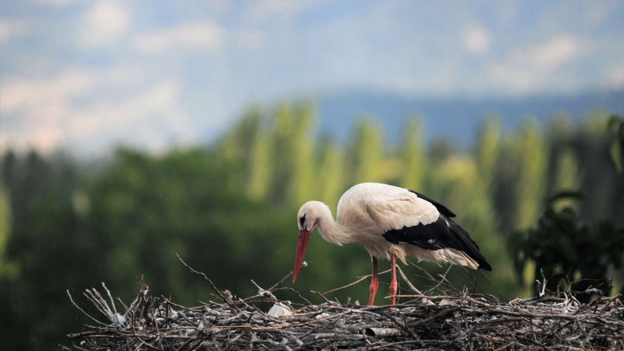 Geçmişte yuva yaptıkları minareye yıldırım düştüğünü, sonrasında kuşların yuvalarını yeniden yaptığını dile getiren Türk, "Biz de onlar yuvasız kalmasın diye minareyi onarmaktan vazgeçtik. Yıllardır aynı şekilde duruyor." ifadelerini kullandı.