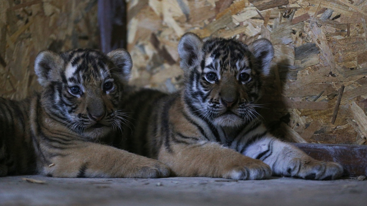 Aslan Park`ta puma, leopar, aslan, kaplan, beyaz aslan, Sibirya kaplanı, kara panter, karakulak, vaşak gibi 12 türden 30 canlı bulunuyor.