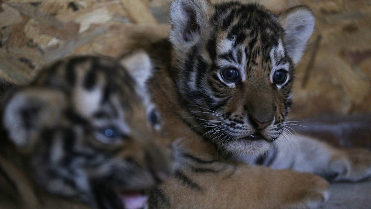 Aydın, önce biberonla beslenen yavruların ilk altı ay genellikle süt ağırlıklı, altı aydan sonra da yavaş yavaş et ağırlıklı beslendiklerini ifade etti.