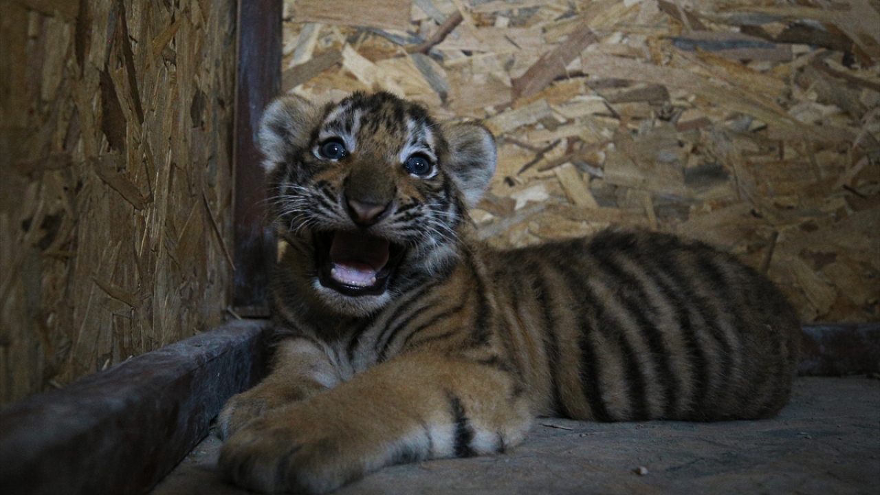Bir anne kaplanın, yavrusuna en fazla iki yıl bakabildiğini anlatan Gökmen Aydın, şöyle konuştu:
