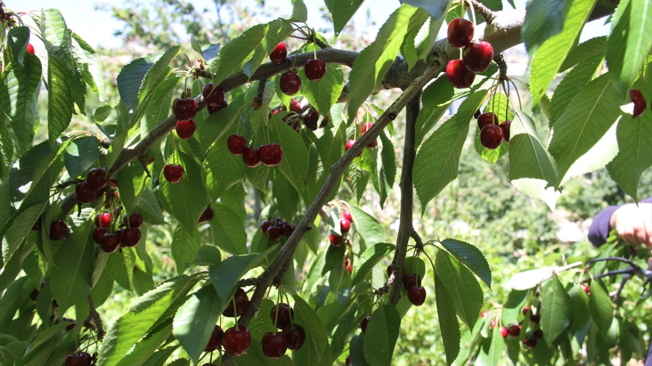 Hüyük Ziraat Odası Başkanı Hürriyet Şahin, aroması, uzun sapı ve iriliği ile dikkati çeken Napolyon kirazının, önceki yıllarda birçok Avrupa ülkesine ihraç edildiğini hatırlattı.