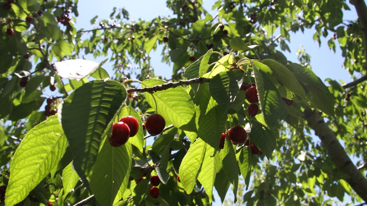 Şahin, kirazda beklentilerinin kiloda 8-10 lira fiyat olduğunu, aksi halde üreticinin yetiştirdiği üründen, artan maliyetler dolayısıyla para kazanmasının imkansız olduğunu belirtti.