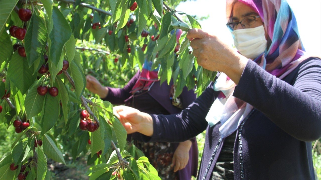 İlmen Mahallesi`ndeki hal dükkanlarında kiraz ticareti yapan Mevlüt Yorulmaz da kiraz alıcılarını ilçeye beklediklerini kaydetti.