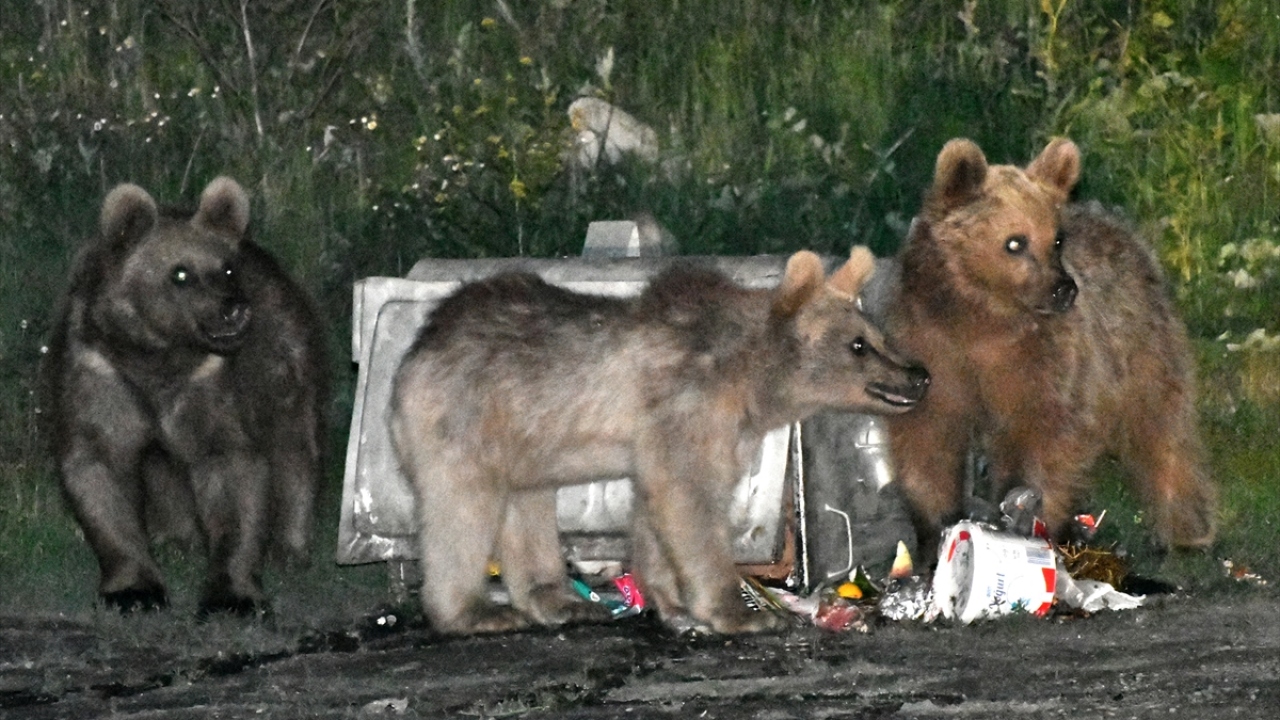 İlçede genellikle havanın kararmasıyla ormanlardan çıkarak özellikle İnönü Mahallesi`ne gelen ve aralarında yavruları olan anne ile yavru ayıların da olduğu bozayılar, çöp konteynerlerini tek tek devirerek içindeki atıklarla beslenmeye çalışıyor.