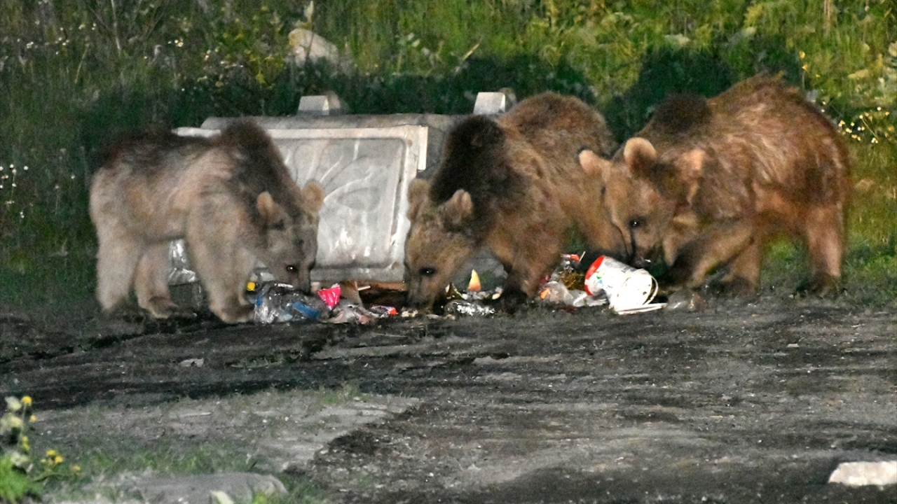 Devirdikleri çöp konteynerlerindeki atık yiyeceklerle karnını doyuran bozayılar, tekrar ormana dönüyor.