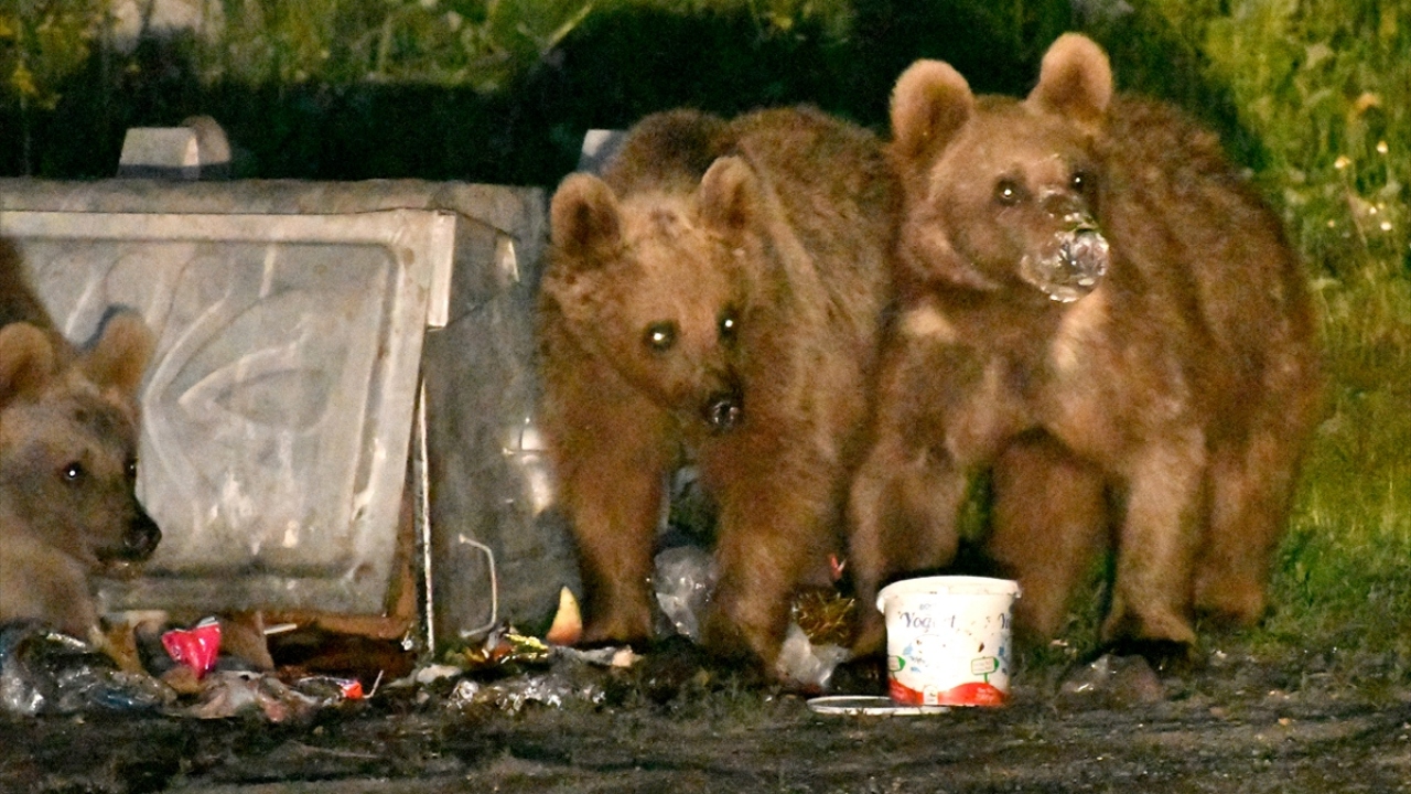 Genellikle akşamları mahalledeki cadde ve sokaklarda dolaşan ayılar, zaman zaman vatandaşla da karşılaşabiliyor.