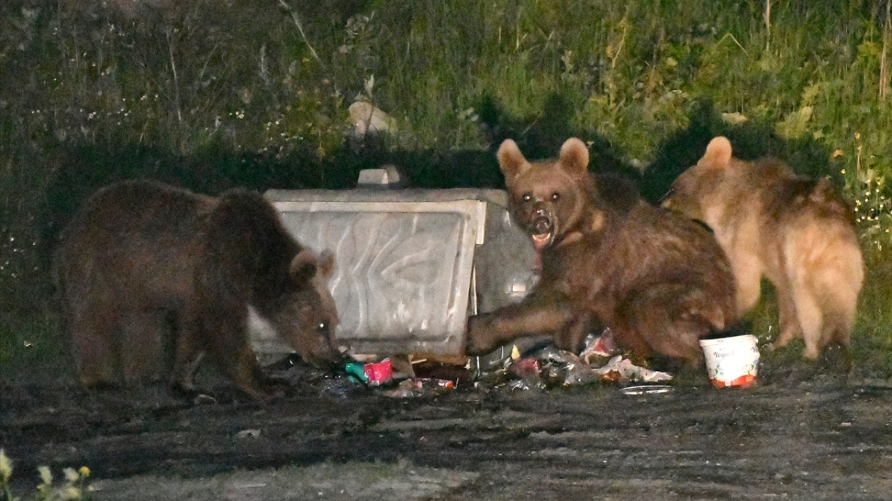 Mahalle içinde ayıları gören vatandaşlar ise polis merkezini arayarak mahalleden çıkarılmaları için yardım istiyor.