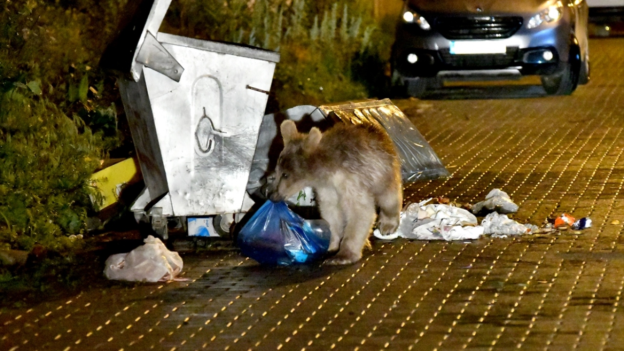 Yöre sakinlerinin izlediği ayılar, çöp konteynerinde karnını doyurduktan sonra bölgeden ayrıldı.