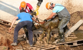 Gübre yığınına saplanan buzağıları itfaiye kurtardı